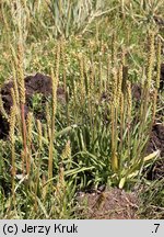 Plantago maritima