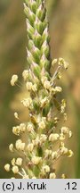 Plantago maritima