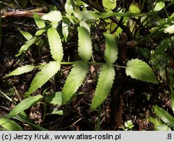 Sium latifolium (marek szerokolistny)