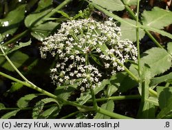 Sium latifolium (marek szerokolistny)