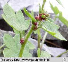 Saxifraga cernua