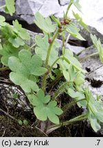 Saxifraga cernua