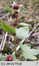 Saxifraga cernua