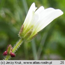 Saxifraga cernua