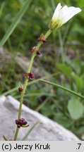 Saxifraga cernua