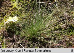 Eleocharis multicaulis (ponikło wielołodygowe)