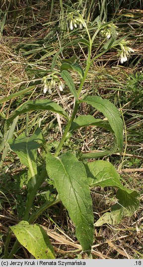 Symphytum bohemicum (żywokost czeski)