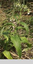 Symphytum bohemicum (żywokost czeski)