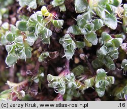 Saxifraga oppositifolia (skalnica naprzeciwlistna)