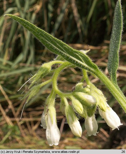 Symphytum bohemicum (żywokost czeski)