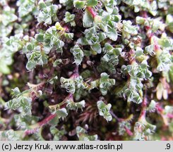 Saxifraga oppositifolia (skalnica naprzeciwlistna)