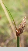 Eleocharis multicaulis (ponikło wielołodygowe)