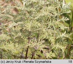 Artemisia pontica