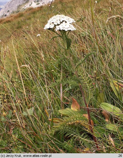 Achillea sudetica