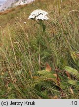 Achillea sudetica