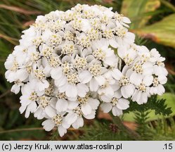 Achillea sudetica