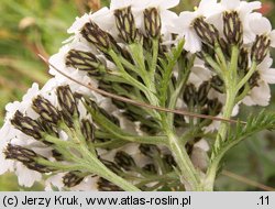 Achillea sudetica