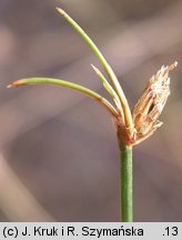 Eleocharis multicaulis (ponikło wielołodygowe)