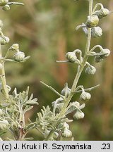 Artemisia pontica