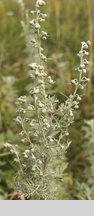 Artemisia pontica