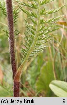 Achillea sudetica