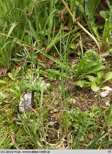 Carex parviflora