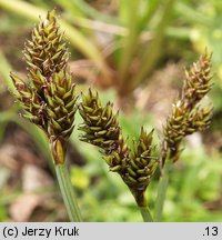 Carex parviflora