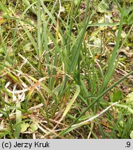 Carex parviflora