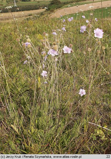 Scabiosa canescens