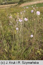 Scabiosa canescens