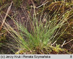 Eleocharis multicaulis (ponikło wielołodygowe)