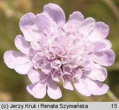 Scabiosa canescens