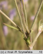 Scabiosa canescens