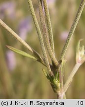 Scabiosa canescens