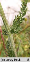 Achillea sudetica