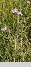 Scabiosa canescens