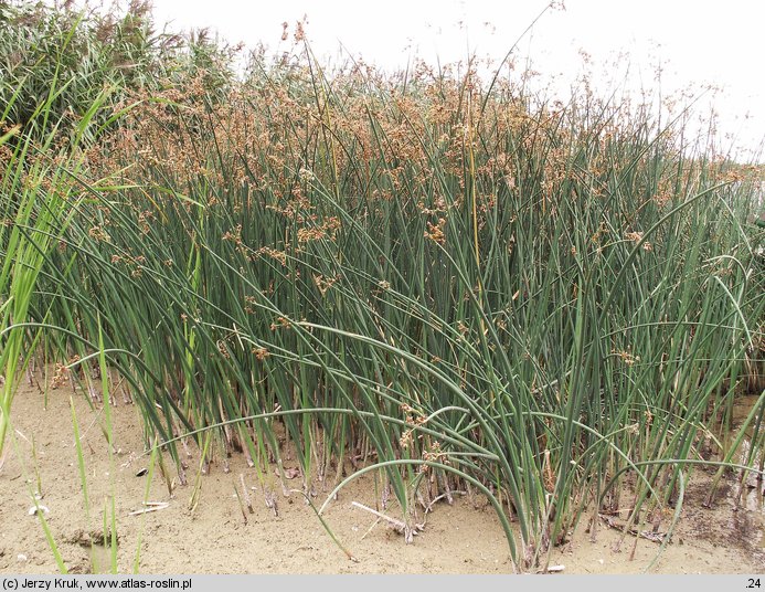 Schoenoplectus tabernaemontani (oczeret Tabernaemontanusa)