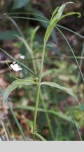 Veronica scutellata (przetacznik błotny)