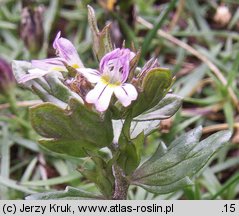 Euphrasia salisburgensis (świetlik salzburski)