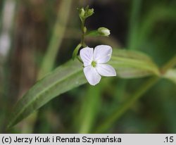 Veronica scutellata (przetacznik błotny)