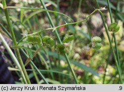 Veronica scutellata (przetacznik błotny)