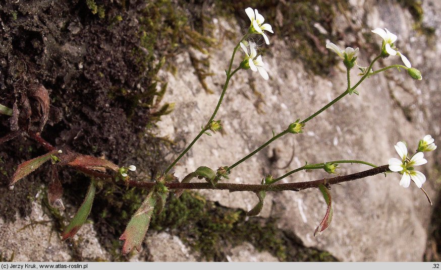 Saxifraga adscendens