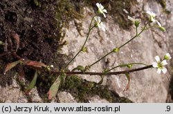 Saxifraga adscendens