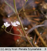 Veronica scutellata (przetacznik błotny)