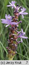 Pontederia cordata (rozpław sercowaty)