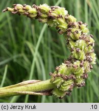 Pontederia cordata (rozpław sercowaty)