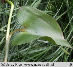 Pontederia cordata (rozpław sercowaty)