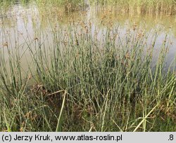 Schoenoplectus tabernaemontani (oczeret Tabernaemontanusa)