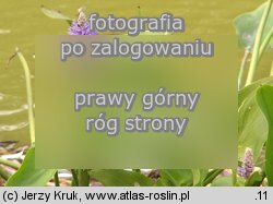 Pontederia cordata (rozpław sercowaty)