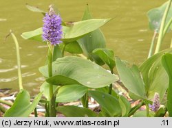 Pontederia cordata (rozpław sercowaty)